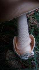 Amanita dryophila