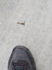 Paravaejovis confusus