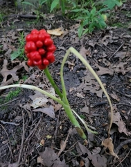 Arisaema triphyllum