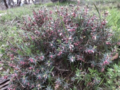 Melichrus urceolatus