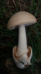 Amanita dryophila