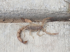 Paravaejovis confusus