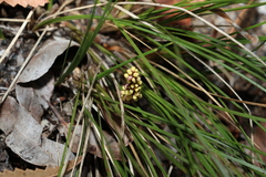 Lomandra