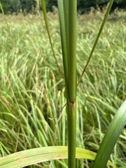 Scirpus