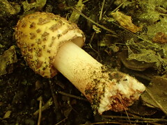 Amanita amerirubescens