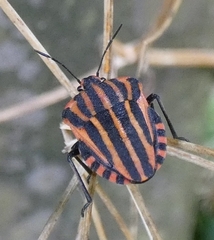 Graphosoma italicum italicum