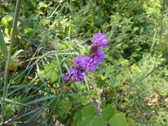 Liatris cylindracea