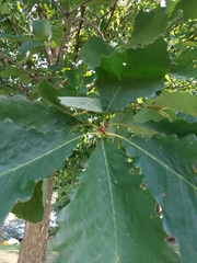 Quercus michauxii