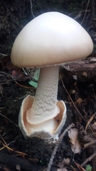 Amanita dryophila