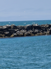 Sterninae