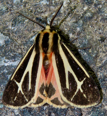 Apantesis phalerata