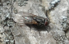 Musca autumnalis