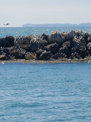 Sterninae