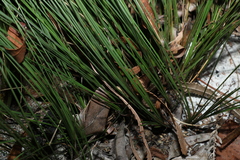 Lomandra