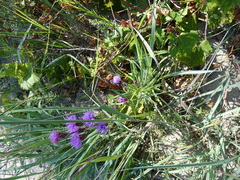 Liatris cylindracea
