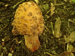 Amanita amerirubescens