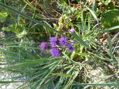 Liatris cylindracea