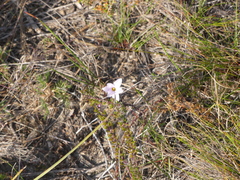 Romulea