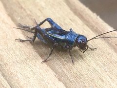 Eunemobius carolinus