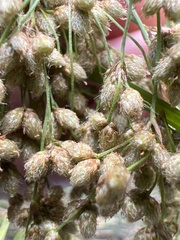 Scirpus