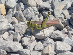 Schistocerca obscura