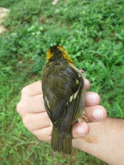 Ploceus sanctithomae