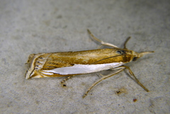 Crambus watsonellus