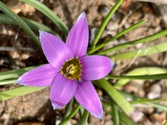 Romulea minutiflora