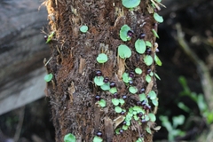 Corybas grumulus