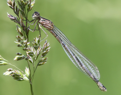 Coenagrion
