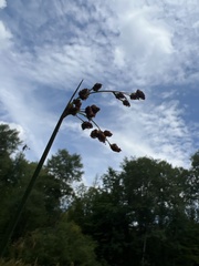 Schoenoplectus tabernaemontani