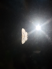 Idaea