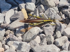 Schistocerca obscura