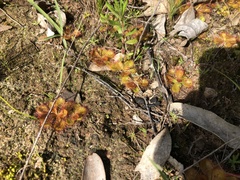 Drosera aberrans