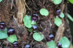 Corybas grumulus