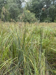 Schoenoplectus tabernaemontani