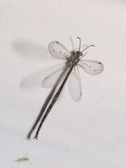 Scotoleon minusculus