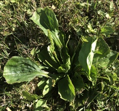 Plantago major