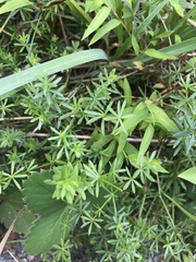 Galium