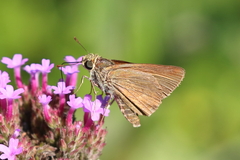 Euphyes vestris