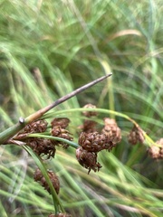 Schoenoplectus tabernaemontani