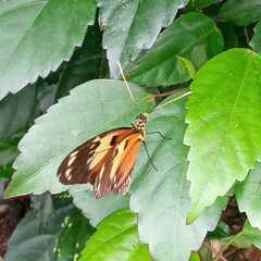 Heliconius