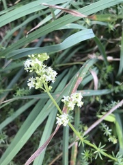 Galium