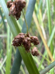 Schoenoplectus tabernaemontani