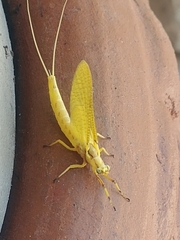 Hexagenia limbata