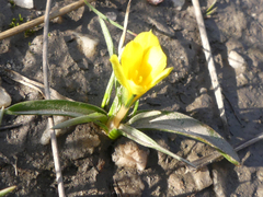 Moraea fugacissima