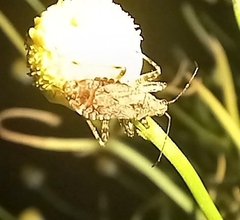 Heteroptera