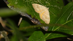 Camptogramma bilineata