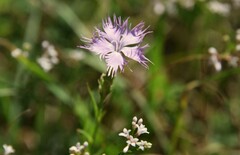 Dianthus hyssopifolius