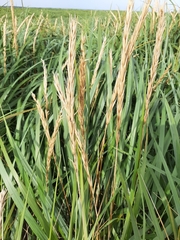 Leymus mollis